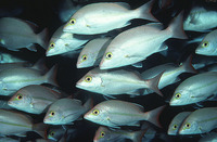 Lutjanus adetii, Yellow-banded snapper: fisheries, gamefish