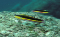 Thalassoma lucasanum, Cortez rainbow wrasse: aquarium