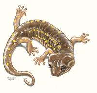 Image of: Aneides lugubris (arboreal salamander)