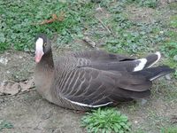 Anser erythropus - Lesser White-fronted Goose