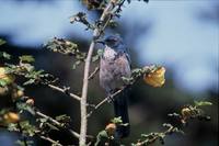 Aphelocoma californica - Scrub Jay