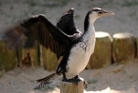 Phalacrocorax melanoleucos - Little Pied Cormorant