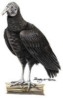 Image of: Coragyps atratus (black vulture)