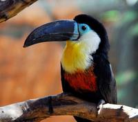 Image of: Ramphastos vitellinus (channel-billed toucan)