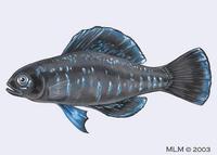 Image of: Elassoma okefenokee (okefenokee pygmy sunfish)