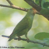 Sri Lanka Hanging Parrot - Loriculus beryllinus