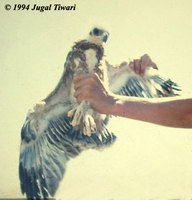 Bonelli's Eagle - Hieraaetus fasciatus