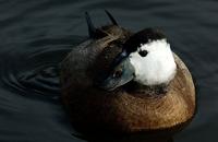 A white headed duck glances shyly at the camera.