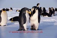 ...FT0106-00: Emperor Penguin adults display to each other prior to moving the chick to the other f