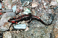 : Desmognathus imitator; Imitator Salamander