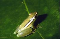 : Hyperolius parkeri; Parker's Reed Frog