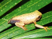 : Phasmahyla cochranae; Chocolatefoot Leaf Frog