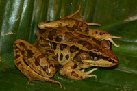 : Rana taylori; Taylor's Leopard Frog