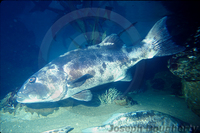 : Stereolepis gigas; Giant Sea Bass