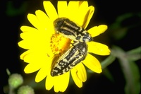 : Acmaeodera sp.; Beetle