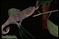 : Calumma brevicornis; Short Horned Chameleon