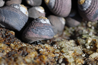 : Chlorostoma funebralis; Black Turban Snail