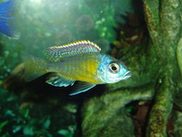 Aulonocara steveni, Pale Usisya aulonocara: aquarium