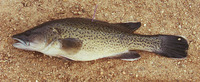Maccullochella macquariensis, Trout cod: fisheries, aquaculture, gamefish, aquarium