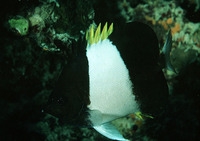 Hemitaurichthys zoster, Brown-and-white butterflyfish: aquarium