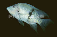 Ptychochromis oligacanthus, : fisheries