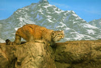 Image of: Felis manul (Pallas' cat)