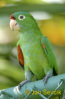 Aratinga finschi - Crimson-fronted Parakeet