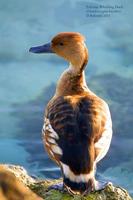 Image of: Dendrocygna bicolor (fulvous whistling-duck)