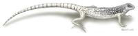 Image of: Dipsosaurus dorsalis (desert iguana)
