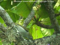 Christmas Island White-eye - Zosterops natalis