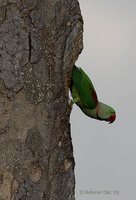 Alexandrine Parakeet - Psittacula eupatria