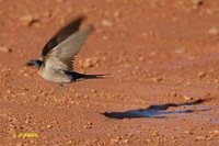 Welcome Swallow - Hirundo neoxena