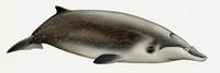 Mesoplodon stejnegeri, Stejneger's beaked whale