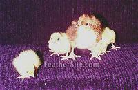 Coturnix chicks with a Speckled Sussex for size