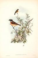 Richter after Gould Winchat (Saxicola rubetra)