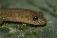 : Gyrinophilus porphyriticus; Blue Ridge Spring Salamander