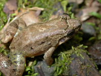 : Leptodactylus wagneri