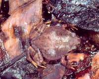 : Rhombophryne alluaudi; Alluaud's Malagasy Burrowing Frog