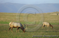 : Cervus elaphus ssp. nannodes; Tule Elk