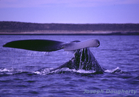 : Eubalaena australis; Southern Right Whale