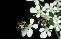Anthrenus scrophulariae - Carpet Beetle