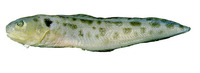 Otophidium omostigma, Polka-dot cusk-eel: