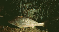 Umbrina roncador, Yellowfin drum: gamefish