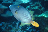 Cantherhines dumerilii, Whitespotted filefish: aquarium