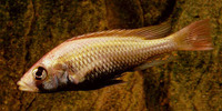 Haplochromis pyrrhocephalus, :