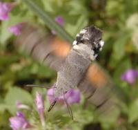 Macroglossum stellatarum - Humming-bird Hawk-moth