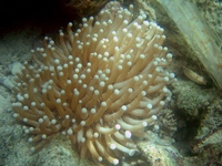 Heliofungia actiniformis - Long tentacle plate coral