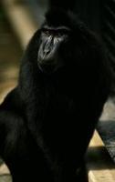 Image of: Macaca nigra (Celebes crested macaque)