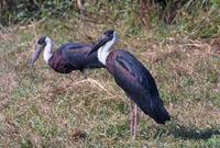 Image of: Ciconia episcopus (woolly-necked stork)
