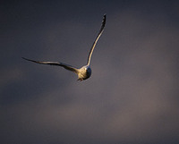 Slaty-backed Gull (Larus schistisagus) photo